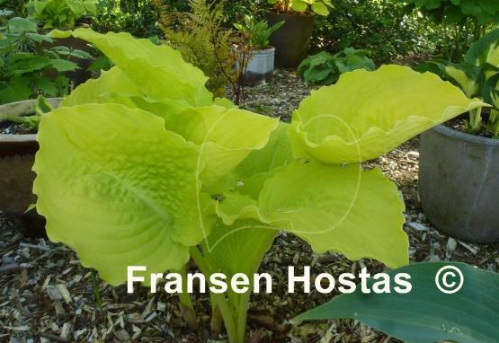 Hosta Dawn's Early Light